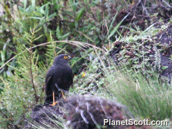 White-rumped Hawk (Parabuteo leucorrhous)