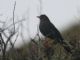 Great Thrush (Turdus fuscater) 