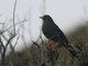 Great Thrush (Turdus fuscater)