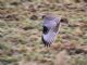 Variable Hawk (Geranoaetus polyosoma) Juvenile