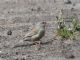 Plain-colored Seedeater (Catamenia inornata) 