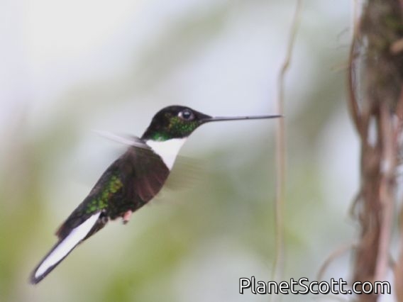 Collared Inca (Coeligena torquata) 