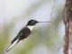 Collared Inca (Coeligena torquata) 