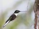Collared Inca (Coeligena torquata) 