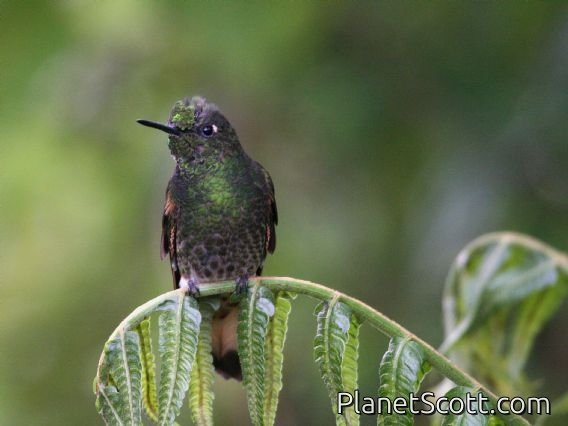 Buff-tailed Coronet (Boissonneaua flavescens) 