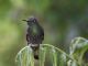 Buff-tailed Coronet (Boissonneaua flavescens) 