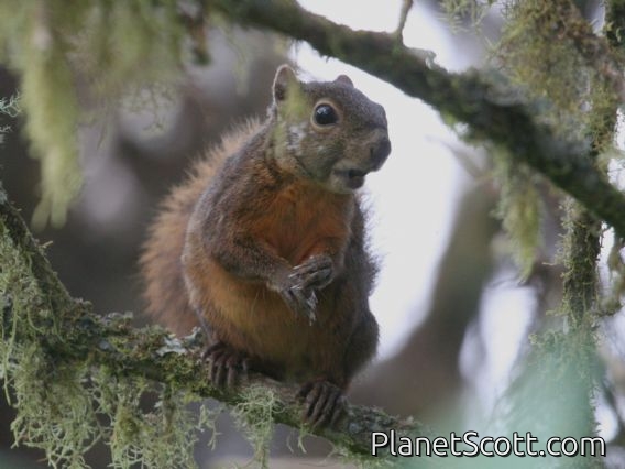 Neotropical Red Squirrel (Sciurus granatensis) 