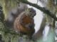 Neotropical Red Squirrel (Sciurus granatensis) 