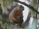 Neotropical Red Squirrel (Sciurus granatensis) 