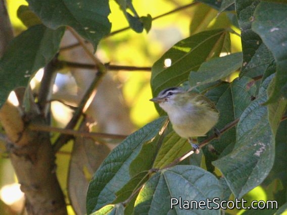 Red-eyed Vireo (Vireo olivaceus) 