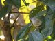 Red-eyed Vireo (Vireo olivaceus) 