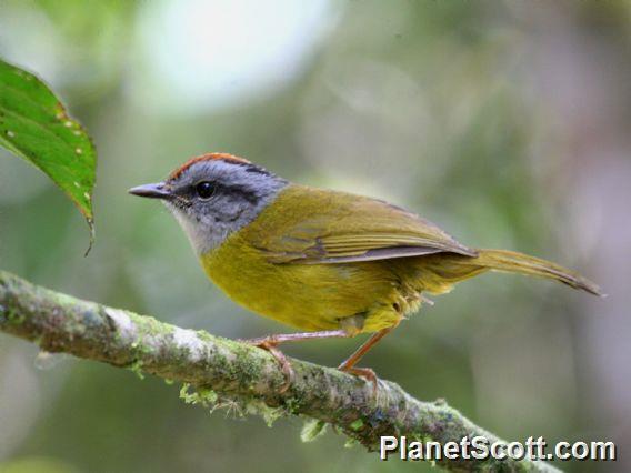 Russet-crowned Warbler (Myiothlypis  coronata)