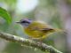 Russet-crowned Warbler (Basileuterus coronata) 