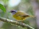 Russet-crowned Warbler (Basileuterus coronata) 