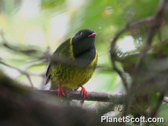 Green-and-black Fruiteater (Pipreola riefferii)