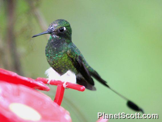 White-booted Racket-tail (Ocreatus underwoodii)