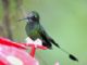 Booted Racket-tail (Ocreatus underwoodii) 