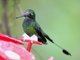 Booted Racket-tail (Ocreatus underwoodii) 