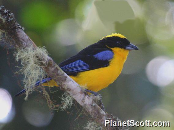 Blue-winged Mountain-Tanager (Anisognathus somptuosus)