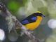 Blue-winged Mountain-Tanager (Anisognathus somptuosus) 