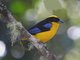 Blue-winged Mountain-Tanager (Anisognathus somptuosus) 