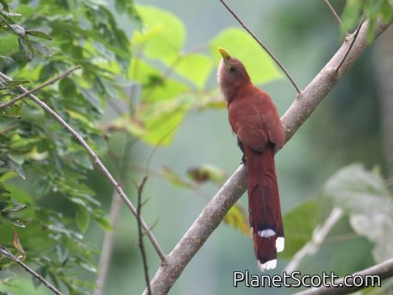 Squirrel Cuckoo (Piaya cayana) 