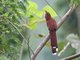Squirrel Cuckoo (Piaya cayana) 