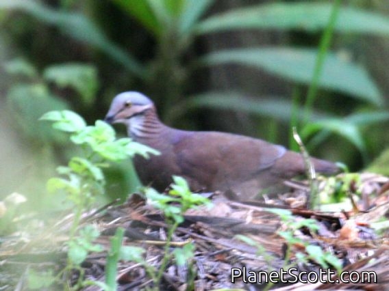 White-throated Quail-Dove (Zentrygon frenata) 