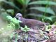 White-throated Quail-Dove (Zentrygon frenata) 