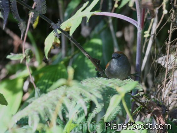 Azara's Spinetail (Synallaxis azarae) 