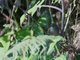 Azara's Spinetail (Synallaxis azarae) 