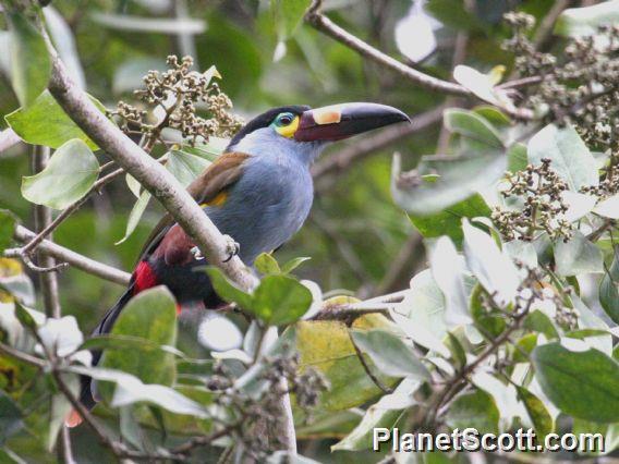 Plate-billed Mountain-Toucan (Andigena laminirostris)