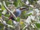 Plate-billed Mountain-Toucan (Andigena laminirostris) 