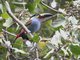 Plate-billed Mountain-Toucan (Andigena laminirostris) 