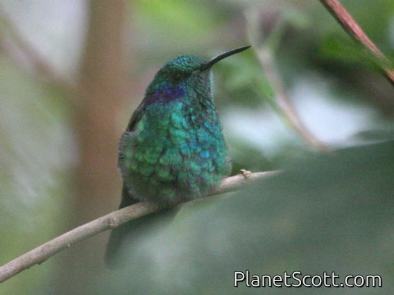 Lesser Violetear (Colibri cyanotus) 