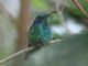 Lesser Violetear (Colibri cyanotus) 