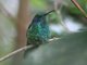 Lesser Violetear (Colibri cyanotus) 