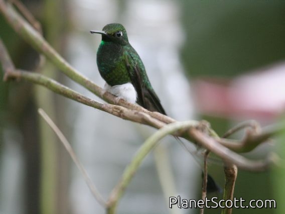 Booted Racket-tail (Ocreatus underwoodii) 