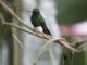 Booted Racket-tail (Ocreatus underwoodii) 