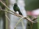 Booted Racket-tail (Ocreatus underwoodii) 