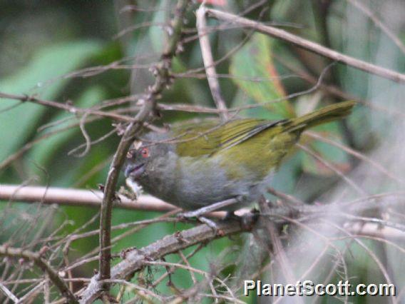 Dusky Bush-Tanager (Chlorospingus semifuscus)