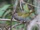 Dusky Bush-Tanager (Chlorospingus semifuscus) 