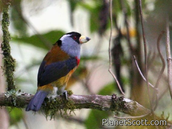 Toucan Barbet (Semnornis ramphastinus) 