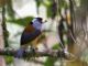 Toucan Barbet (Semnornis ramphastinus) 