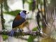 Toucan Barbet (Semnornis ramphastinus) 