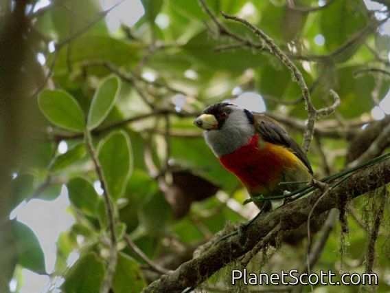 Toucan Barbet (Semnornis ramphastinus) 