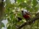 Toucan Barbet (Semnornis ramphastinus) 