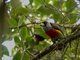 Toucan Barbet (Semnornis ramphastinus) 