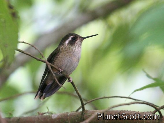 Speckled Hummingbird (Adelomyia melanogenys) 
