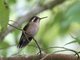 Speckled Hummingbird (Adelomyia melanogenys) 